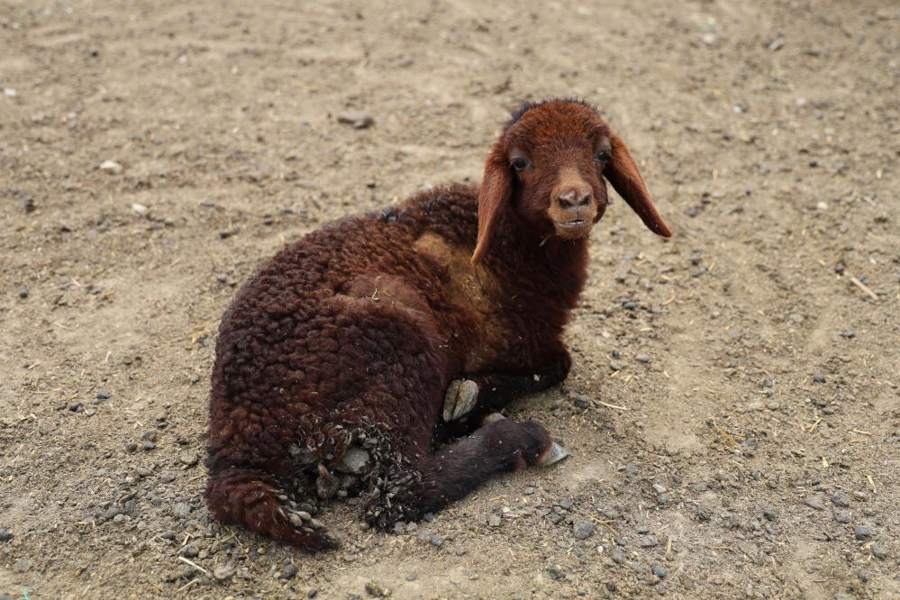 “Bu bir katliam”