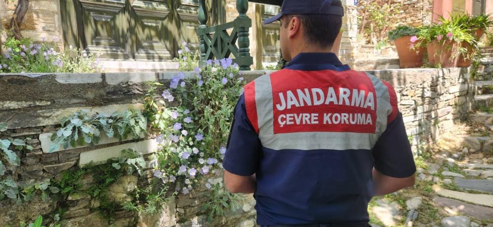 Tüylü Çan Çiçeği 1