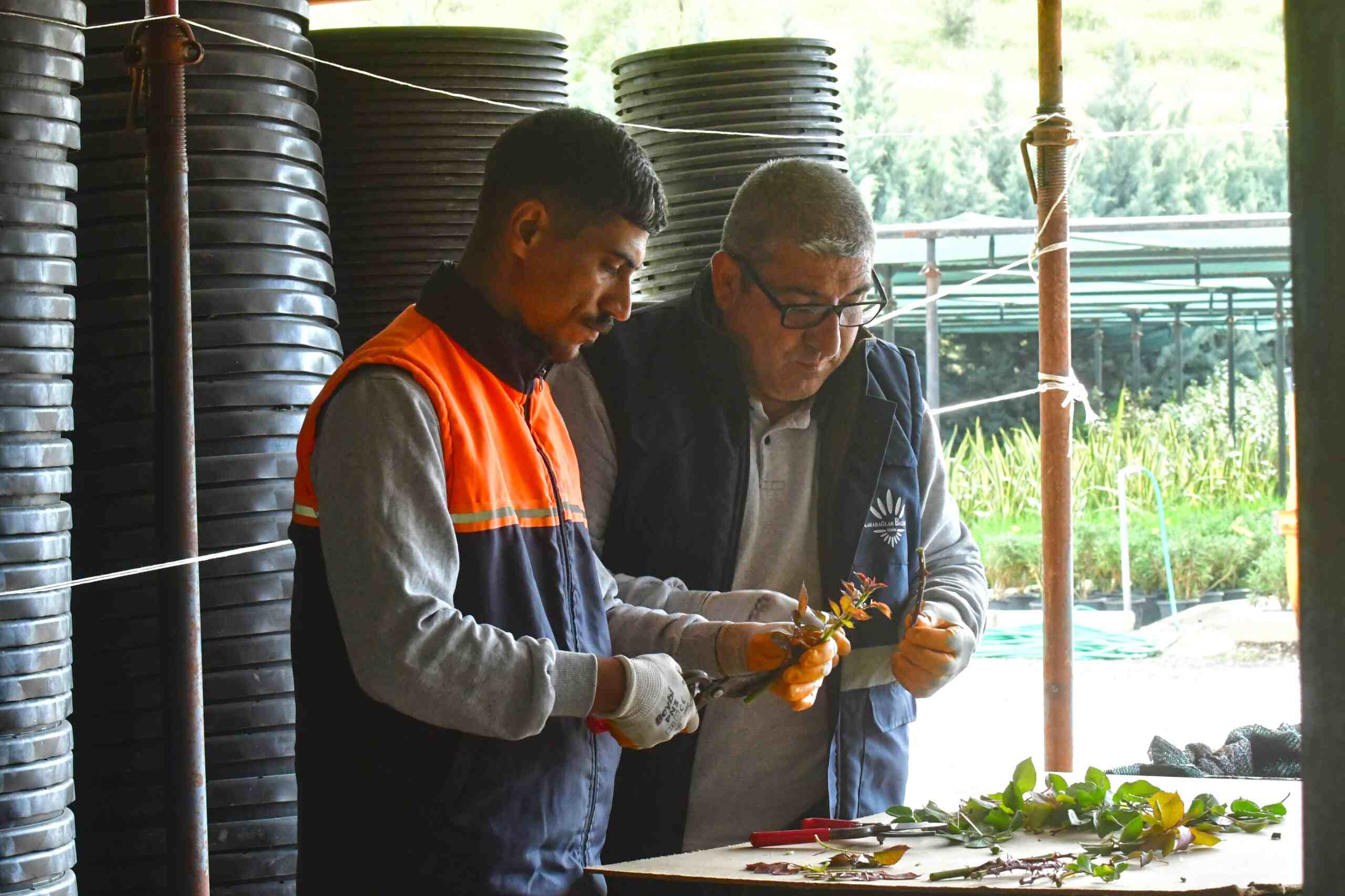 Uzundere fidanlığı