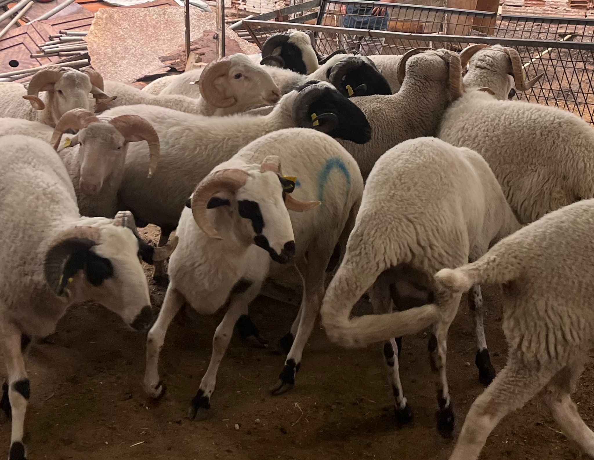 kurban fiyatları 2025