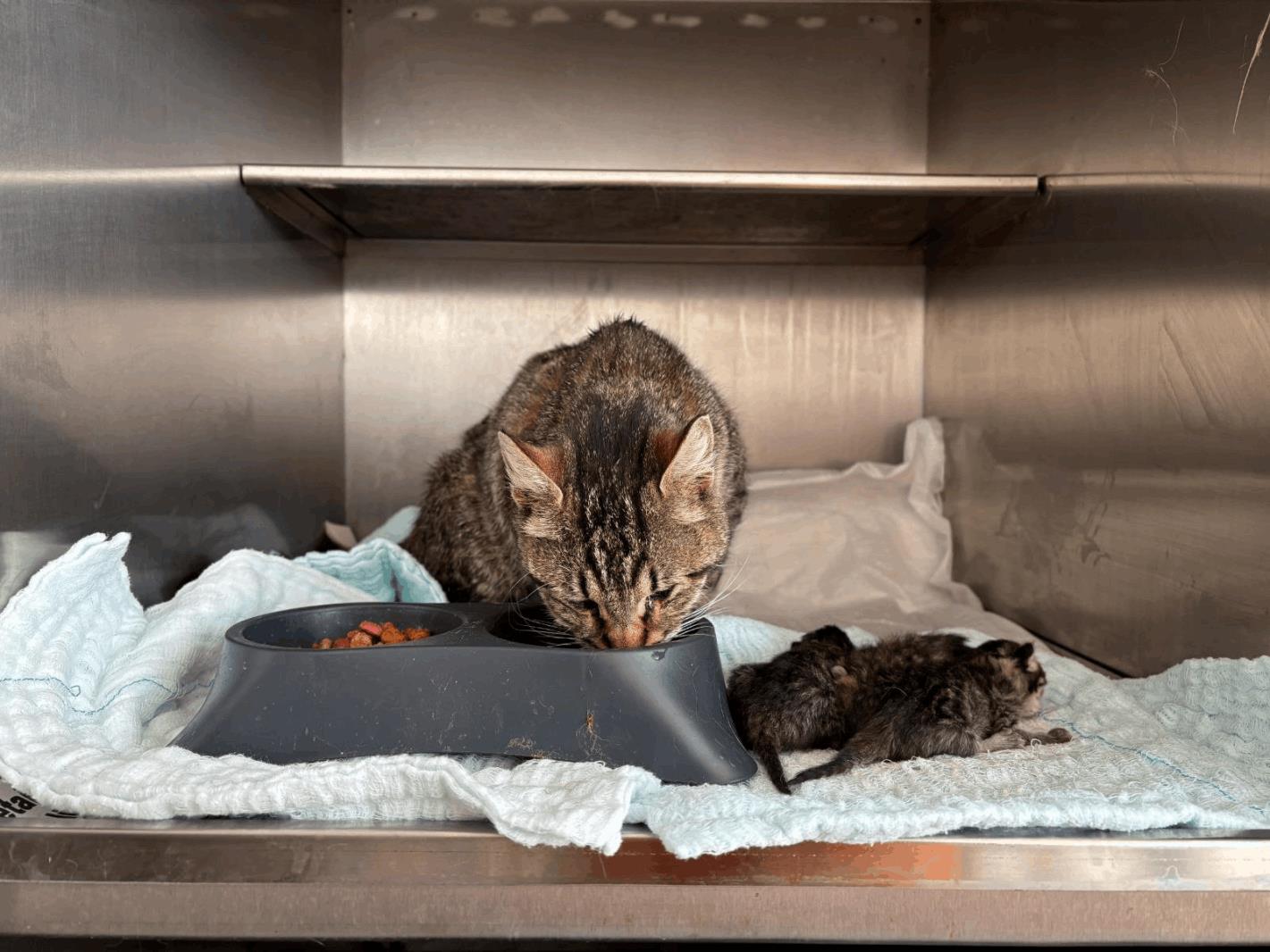 Yakın Çözüm Çağrı Merkezi