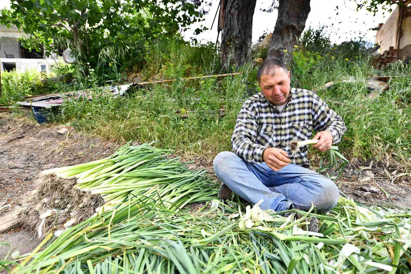 Yarımada Organik Tarım Projesi