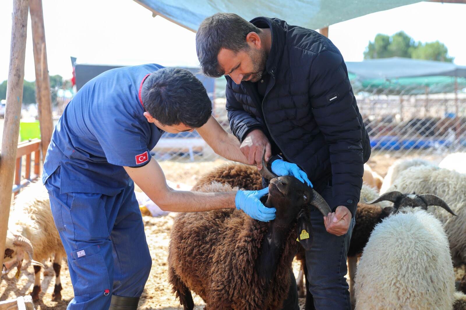 Buca Belediyesi Veterinerlik İşleri Müdürlüğü
