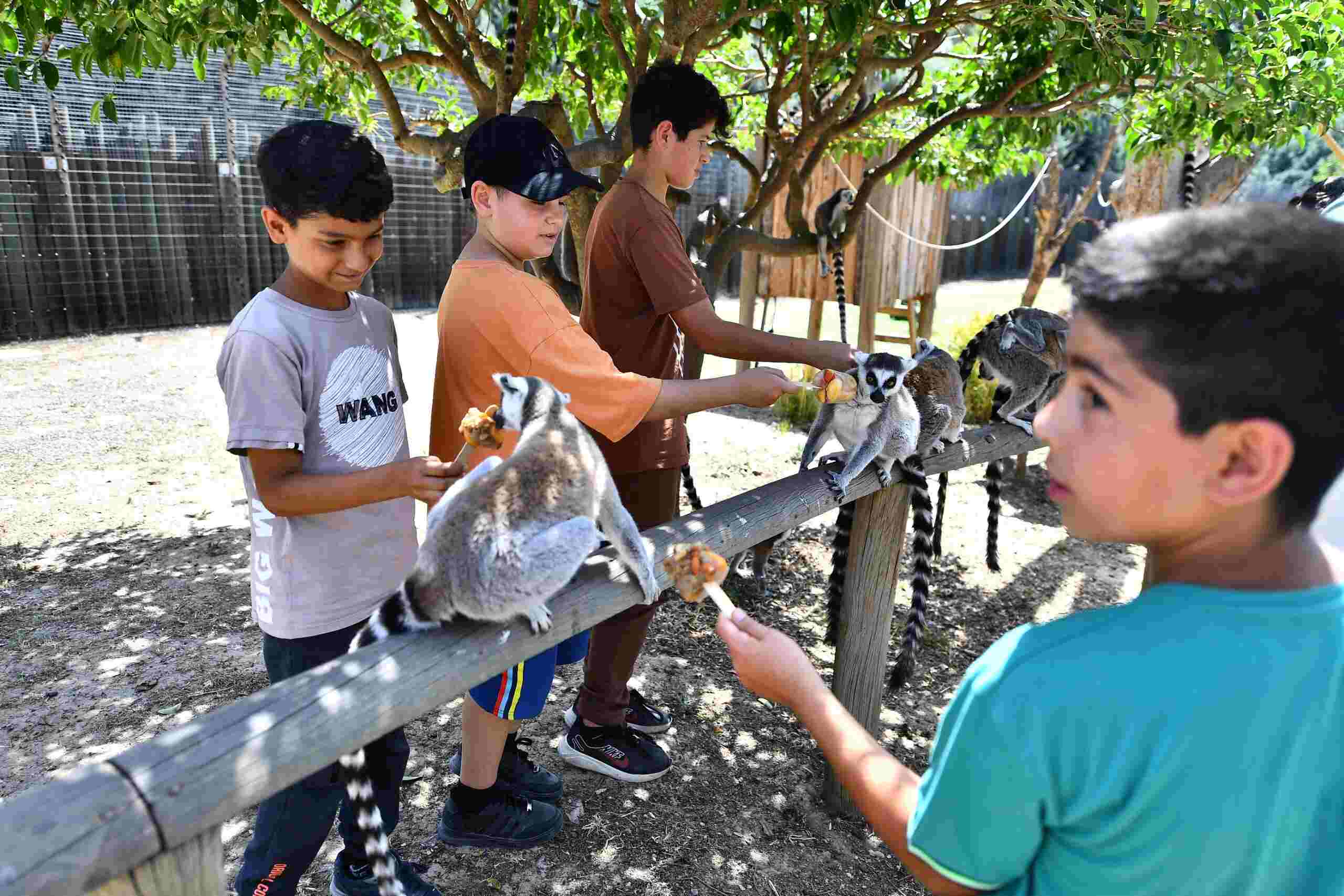 Çocuk Hayvanat Bahçesi
