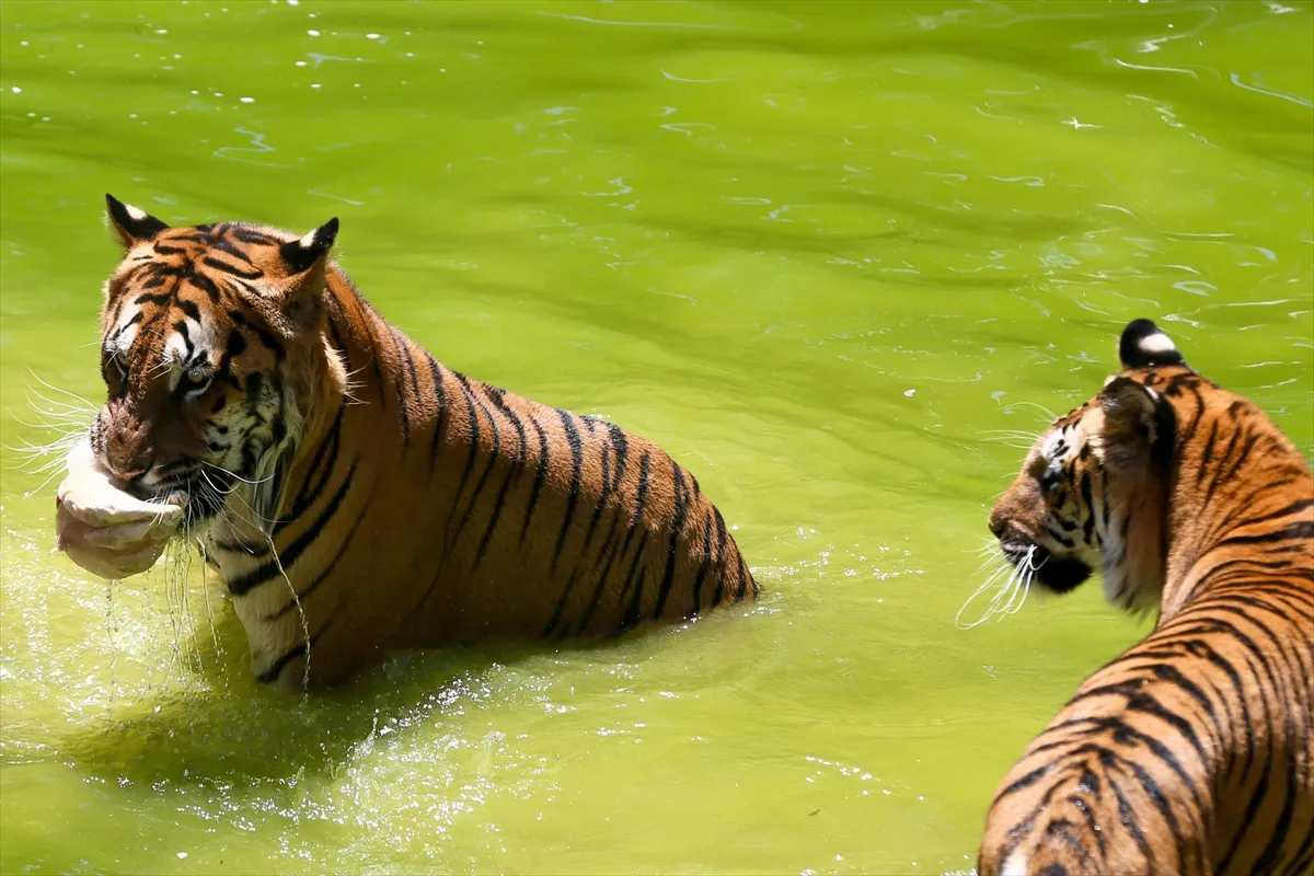 Gaziantep Hayvanat Bahcesi1