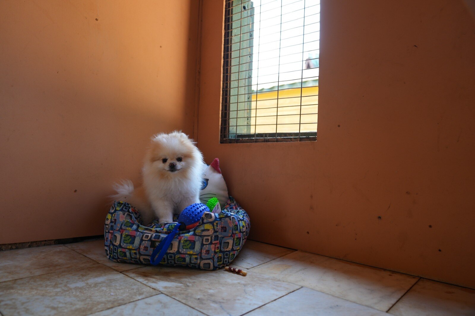 Güzelbahçe köpek oteli