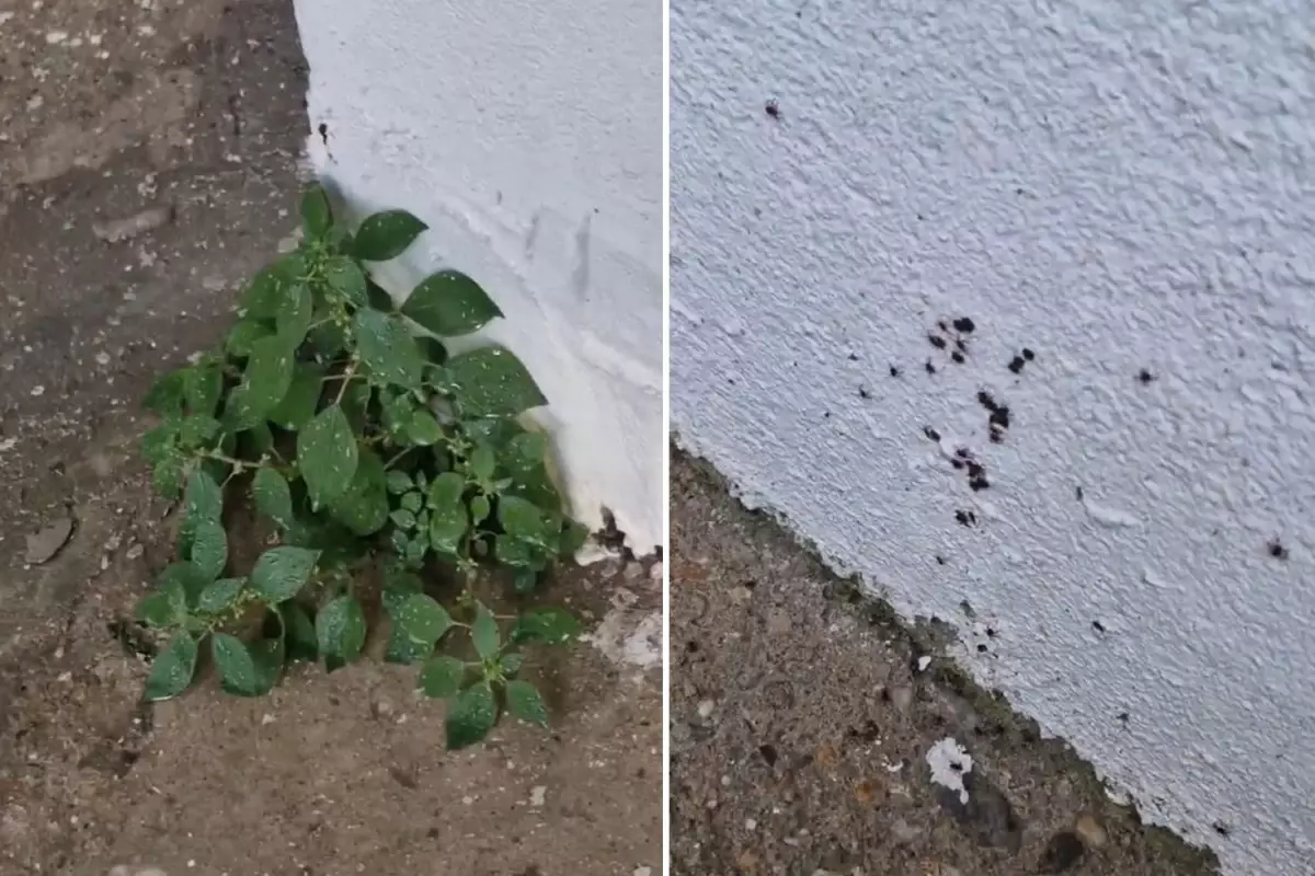 Istianbul'da Kene Alarmı