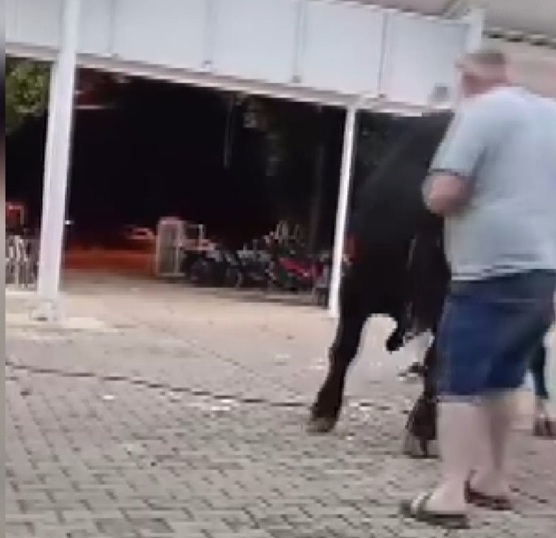 Boğa saldırısı kamerada: Yetimoğlu hastaneye kaldırıldı