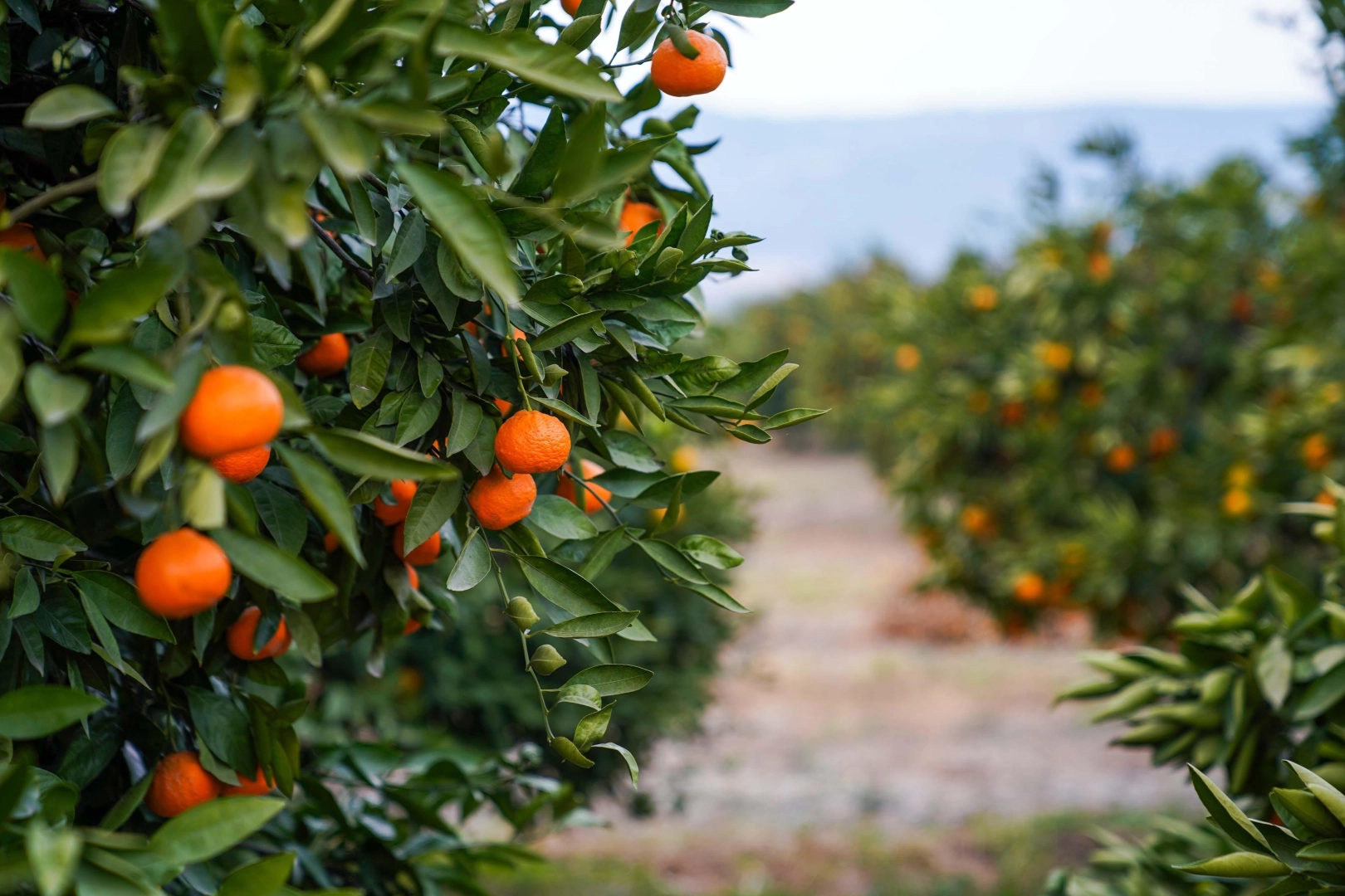 Seferihisar Mandalina