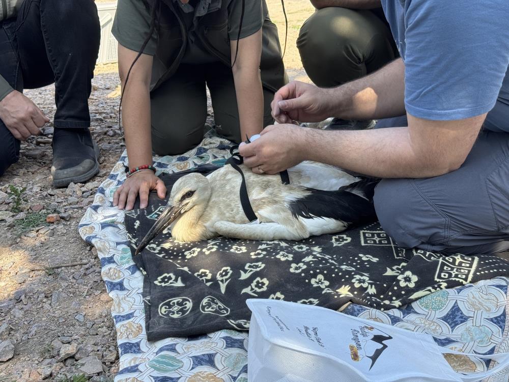 Yaren'in Yavruları, Uydudan Takip Edilecek