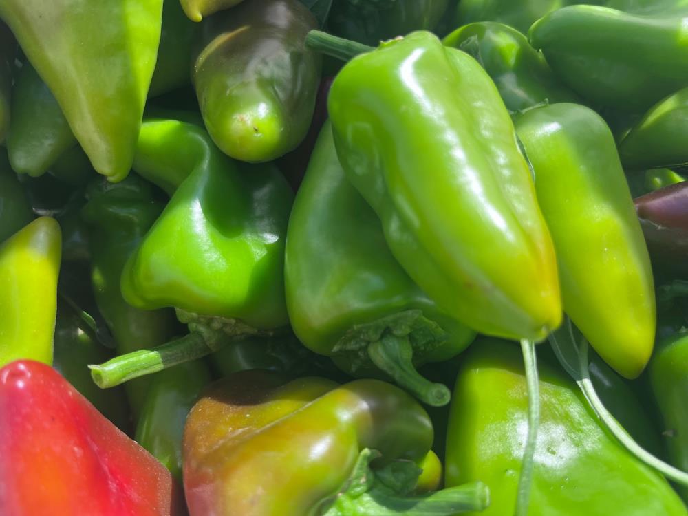 Urfa isotu ile yarış çağrısı