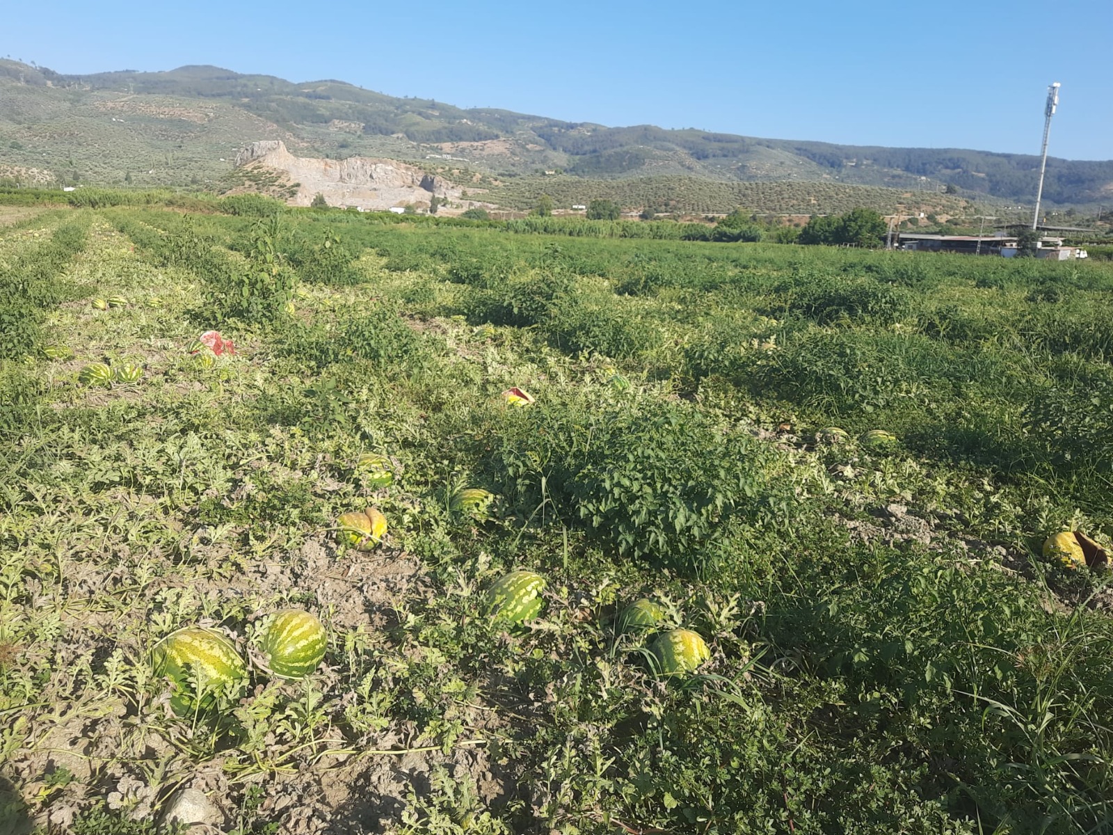 "O tarla ile birlikte bizim de vicdanımız sürüldü"