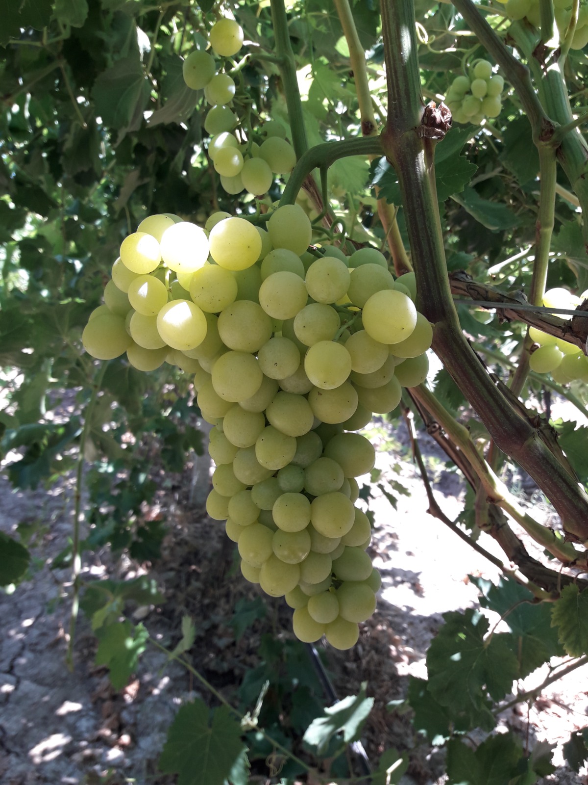 Titiz süreç sonucunda belirlenen ihracat takvimi