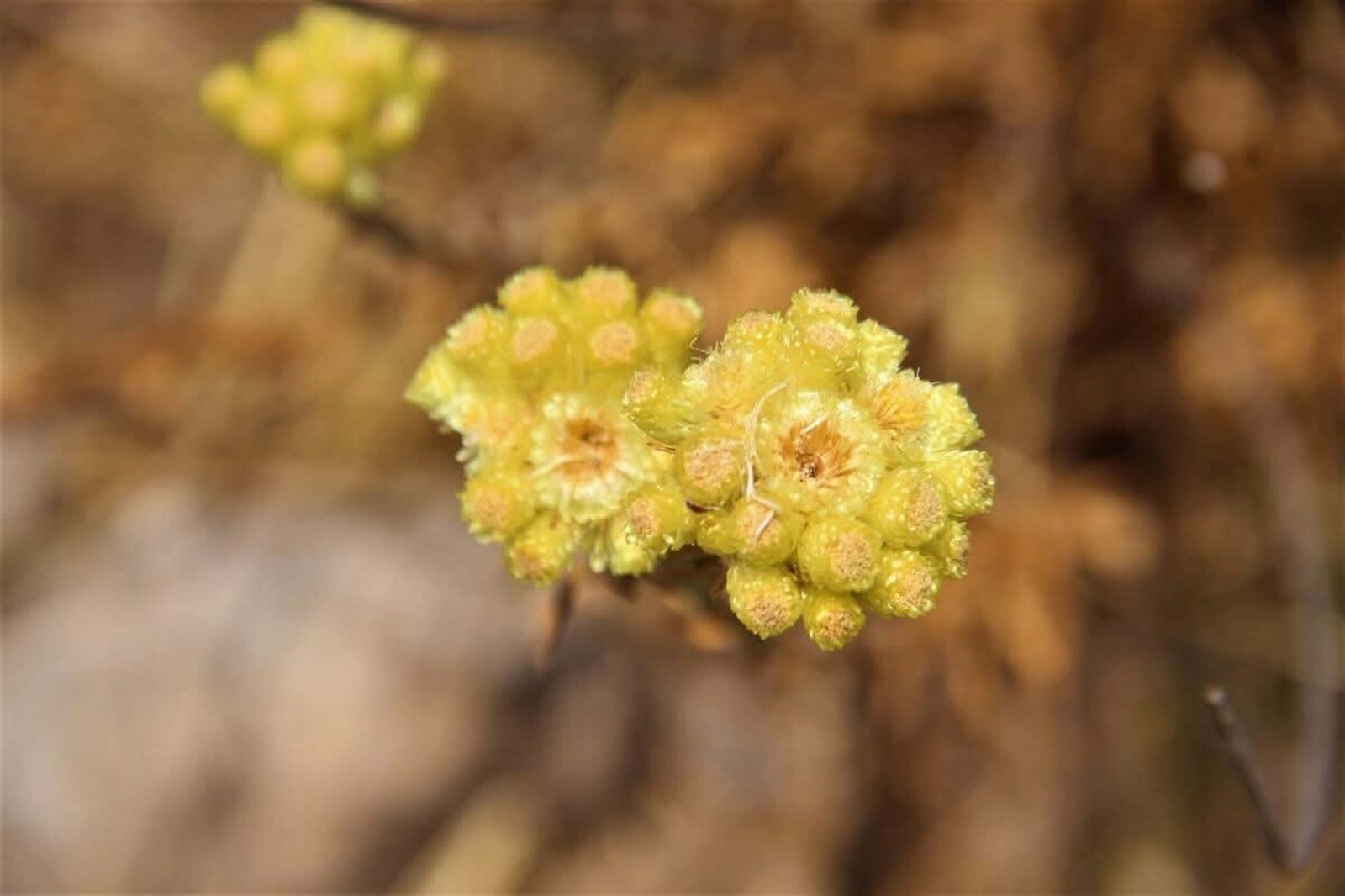 Nesli tükenme riskinde: Rüzgar enerji santralleri endişesi