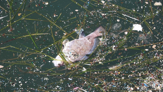 “Mavi Körfez” için çözüm ne?