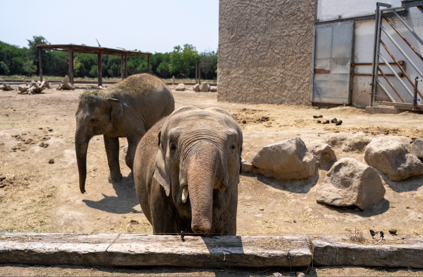 Uluslararası uzmanlardan İzmir'in Doğal Yaşam Parkı'na yakın takip