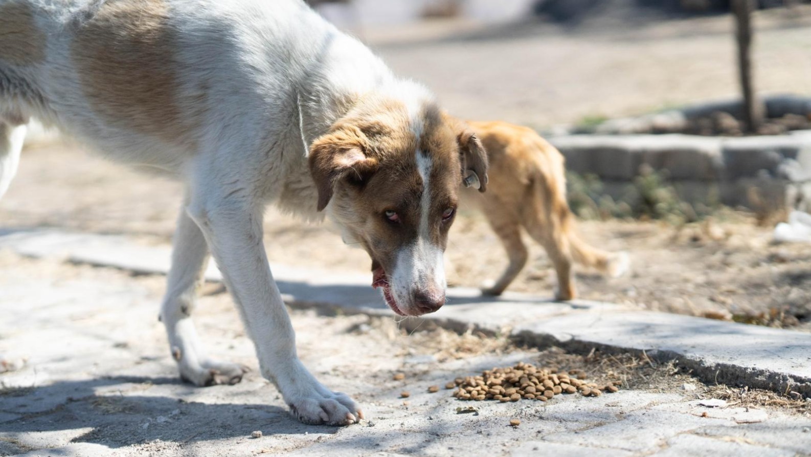 Kaptan ve Fikri Altınkaya'nın kavuşması