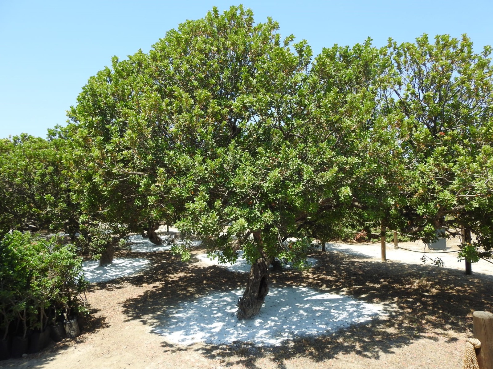 Yangın sonrası yaraların sarılması ve yeni dikim alanları