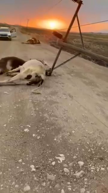 Diyarbakır’da fırtına felaketi: 6 inek telef oldu!