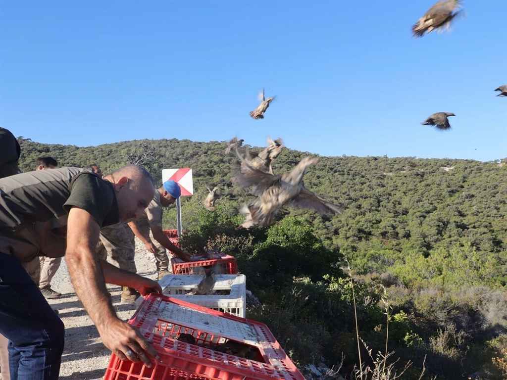 Kınalı Keklik İzmir (1)
