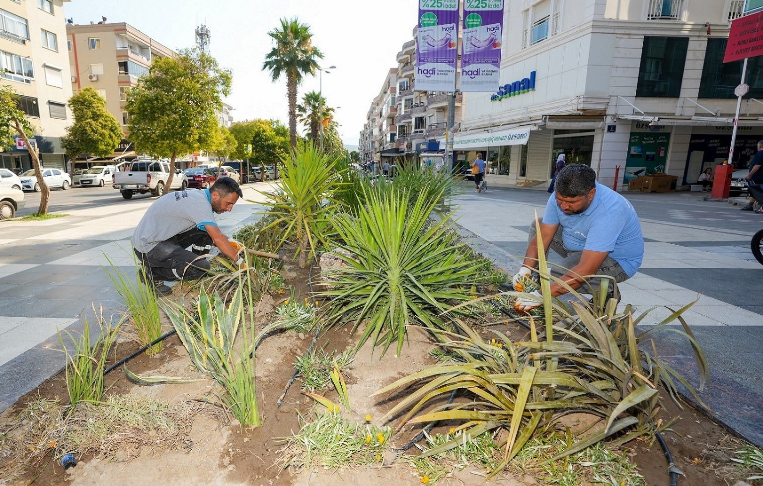 Süs havuzları kurakçıl bitkilerle yenileniyor: Hem tasarruf hem estetik