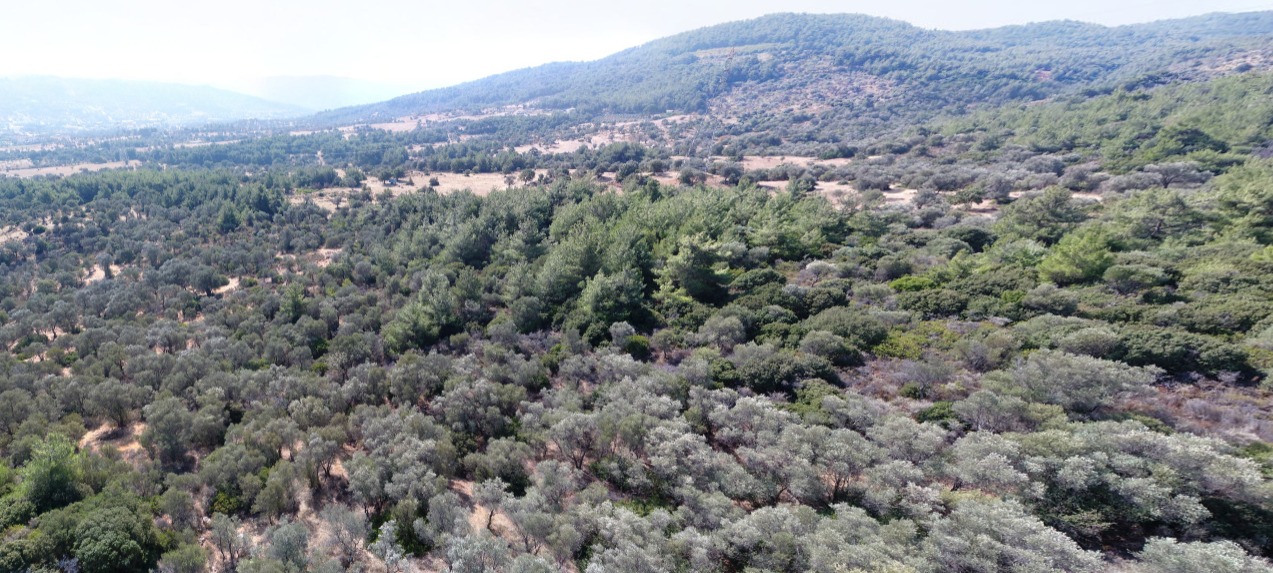 Yangınların gölgesinde ağaçlandırma çabaları ve yeni tehditler