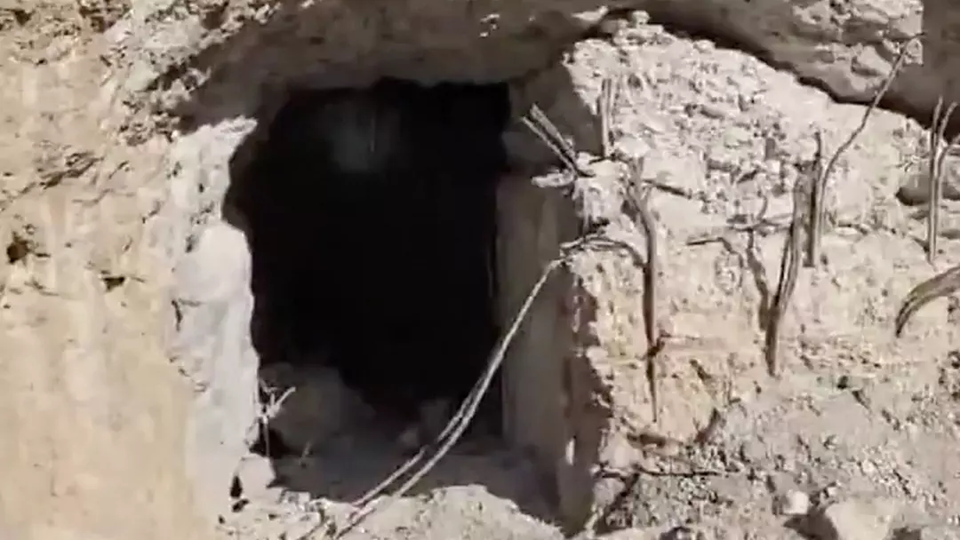 Eğitimli köpekler girdi, risk belirlenemedi