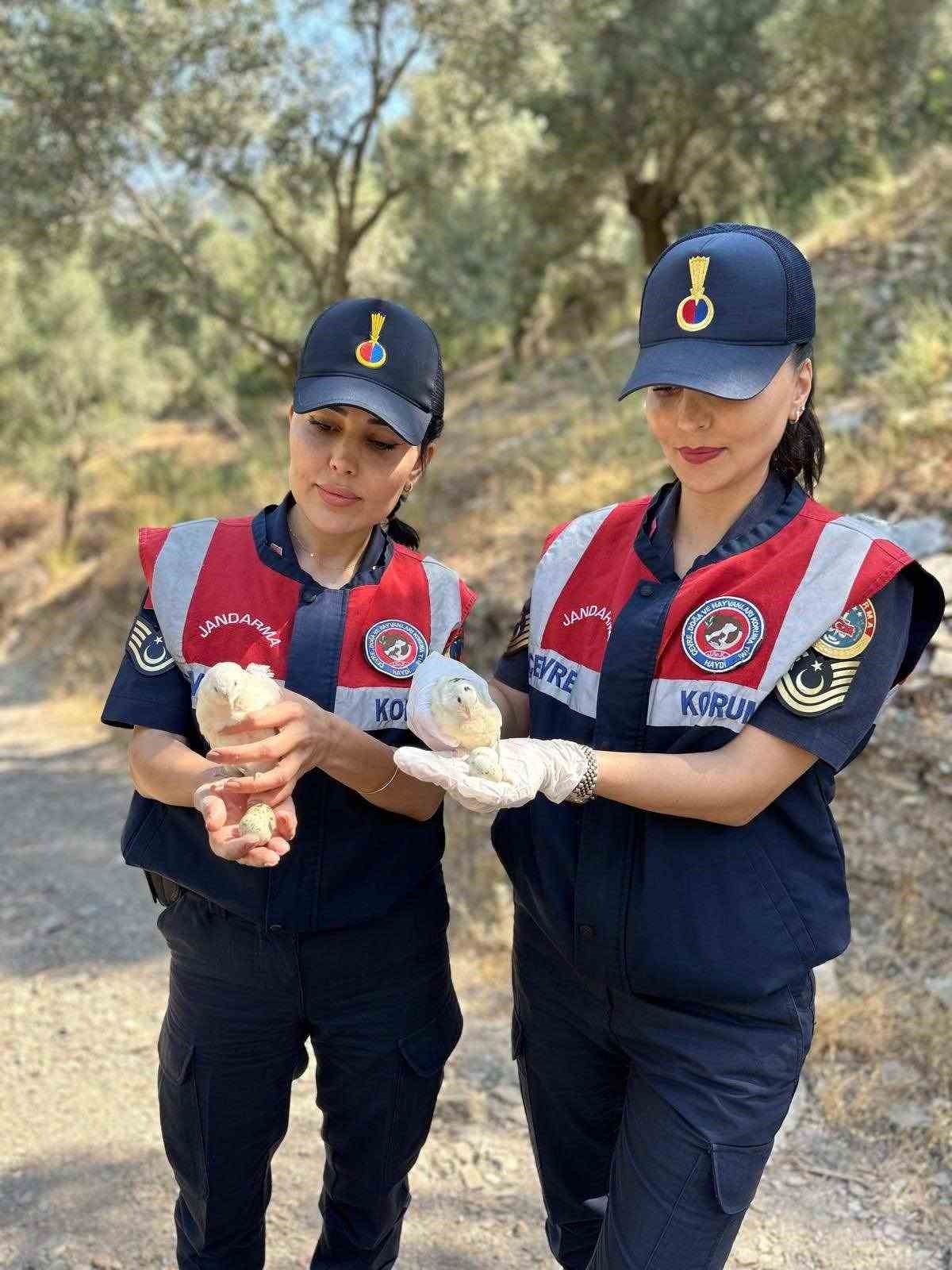 25 Bıldırcın Ve 21 Keklik