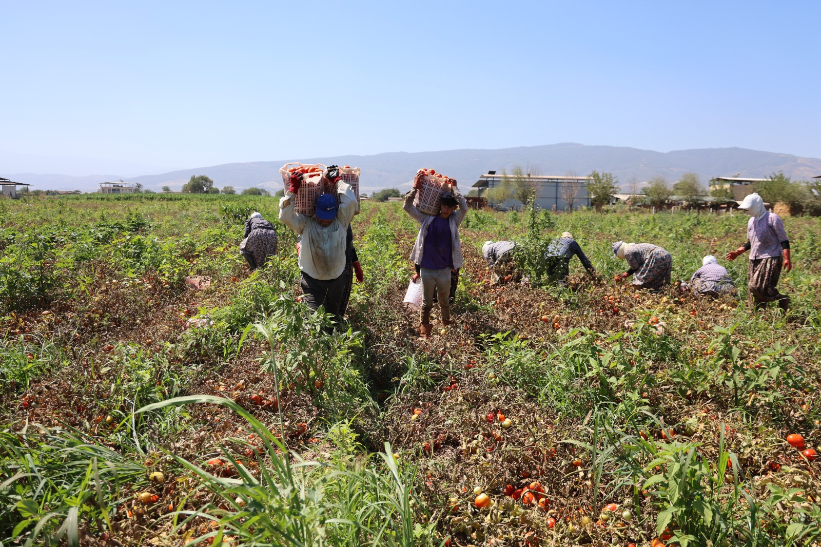Sabahın erken saatlerinde başlayan zorlayıcı mesai