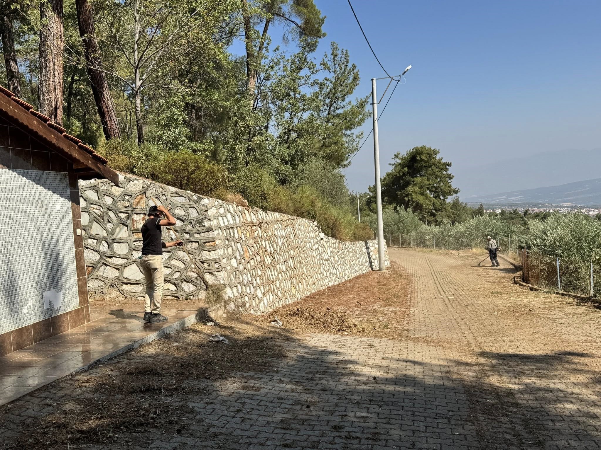 Aydın Keşkek hasat