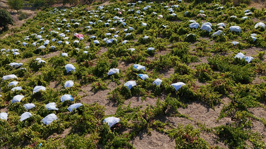 Market raflarına uzanan izlenebilirlik
