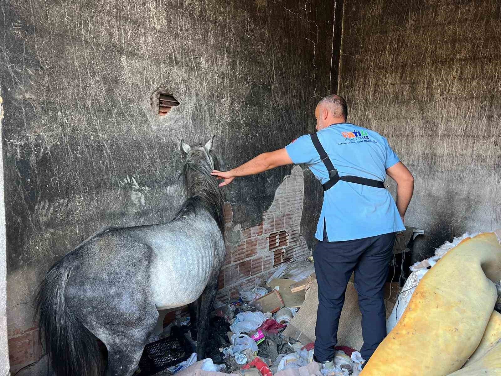 Buca’daki Haralara Terk Edilen Sahipsiz Atlar Kurtarıldı 1