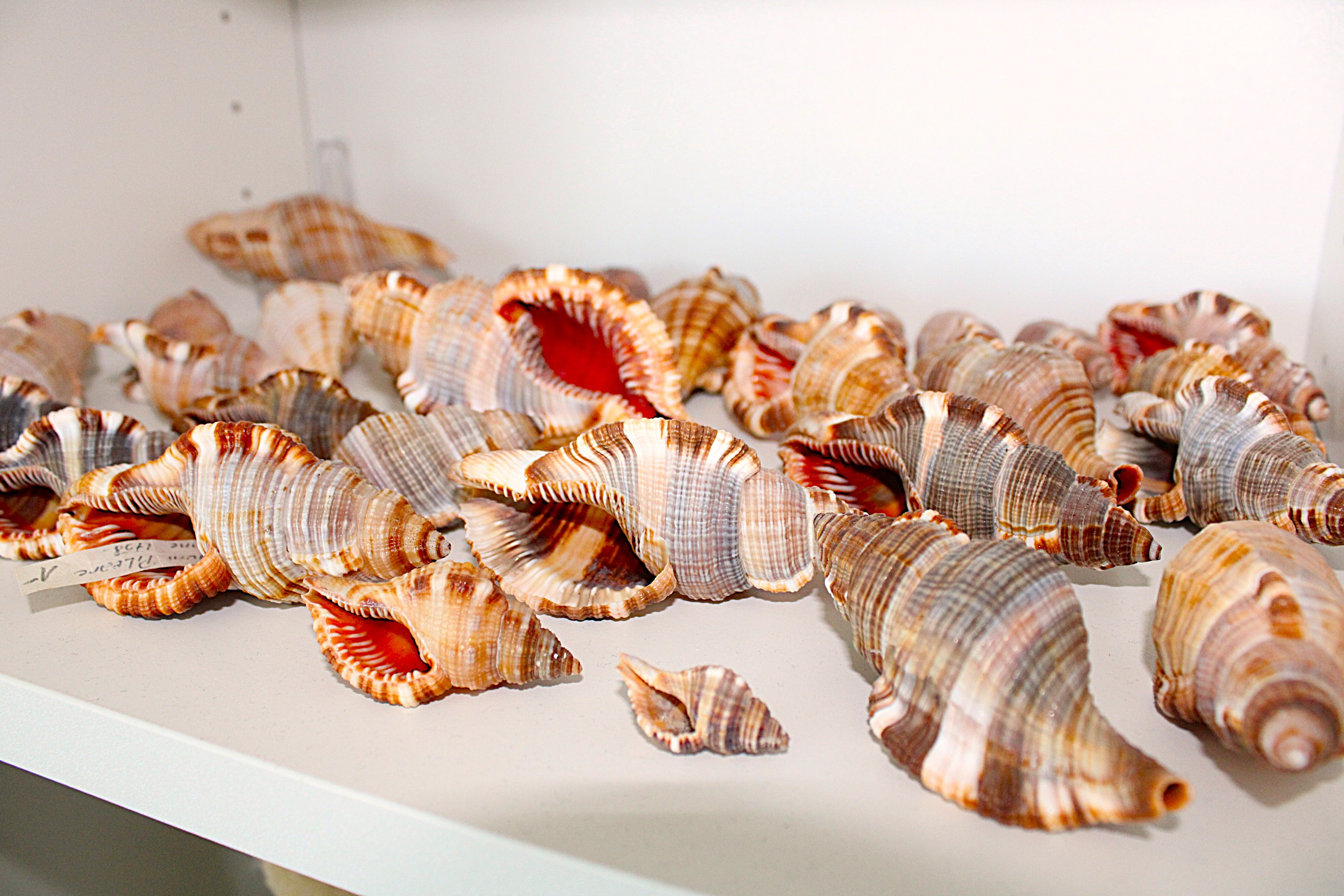 Deniz Kabuğu 10 Milyon