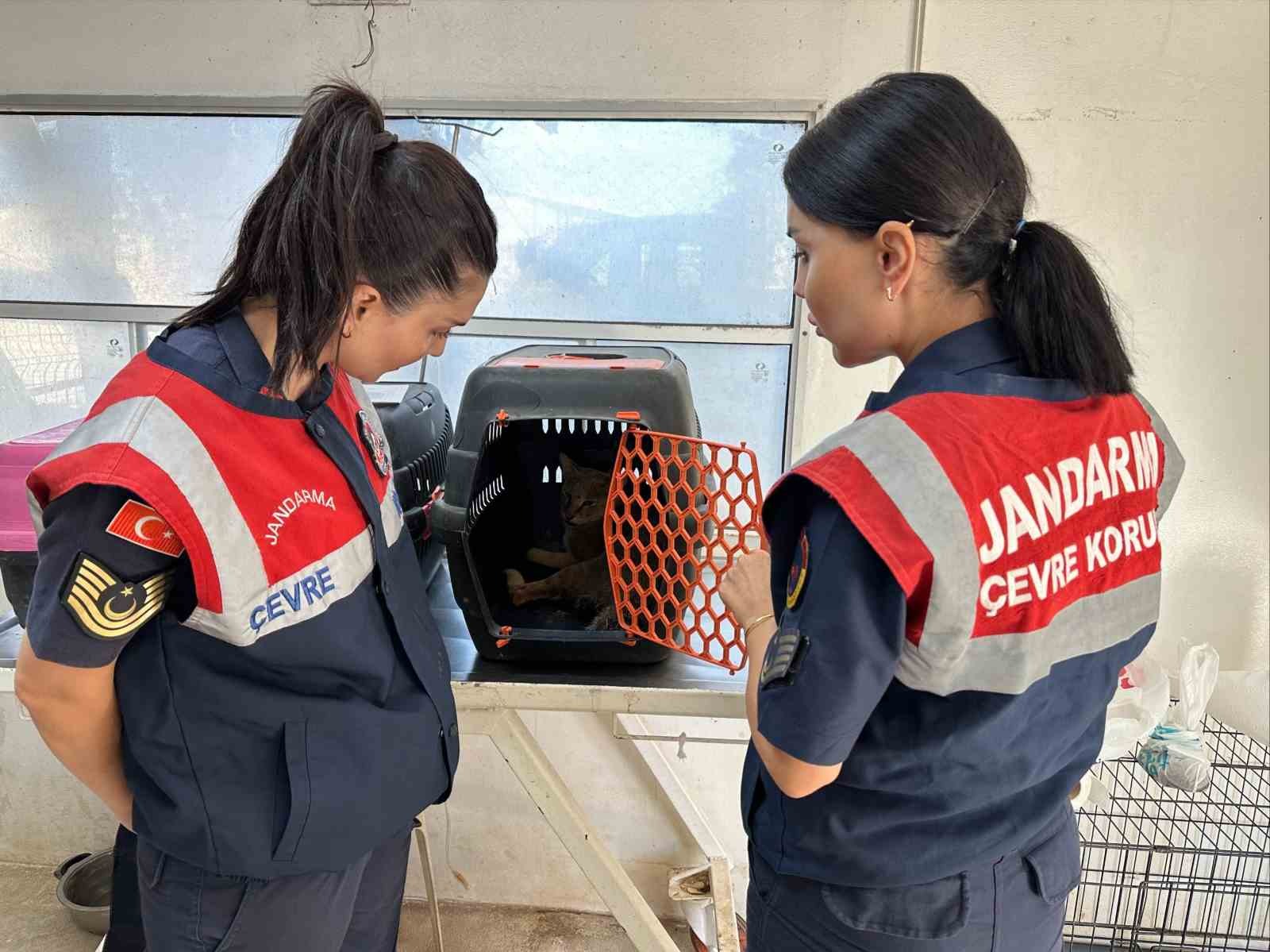 Didim’de Yaralı Halde Bulunan Dağ Kedisi 1