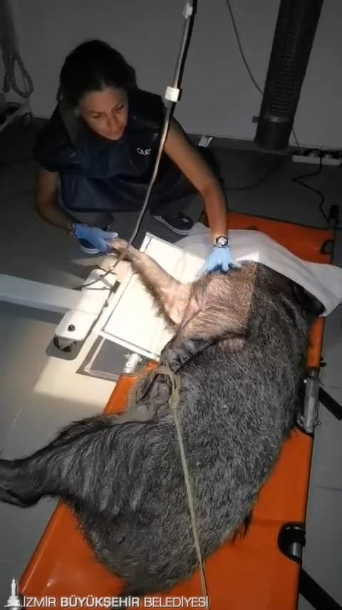 Klinik tedavi süreci