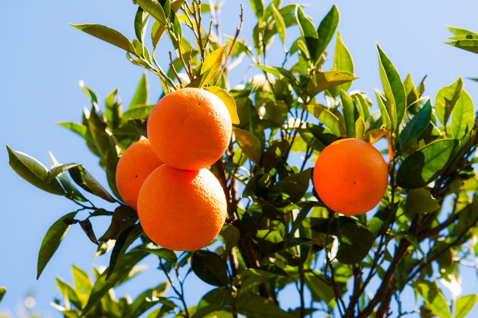 "Kaliteli ürünler tek tesellimiz"