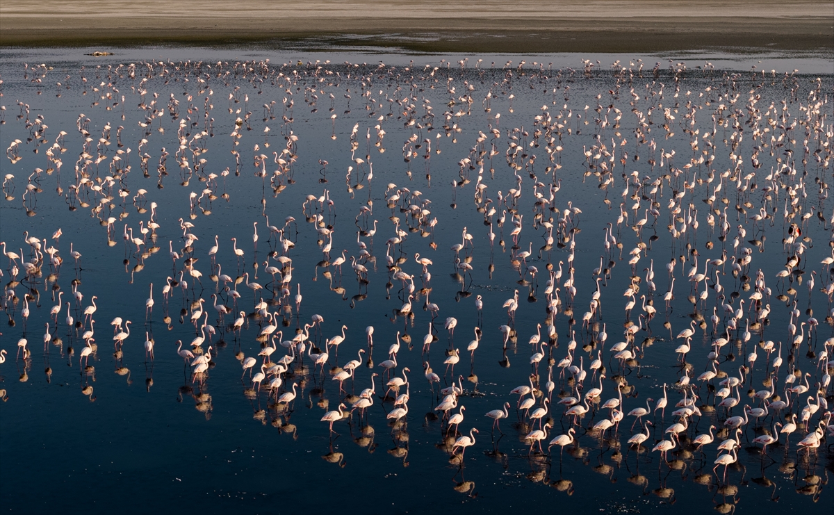 Flamingo görsel şölen