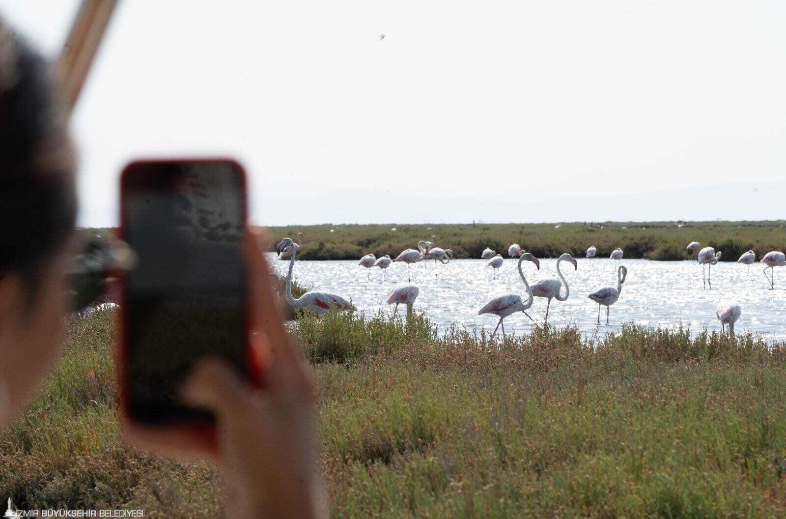 “Flamingoların yüzde 10’u  bu bölgede”