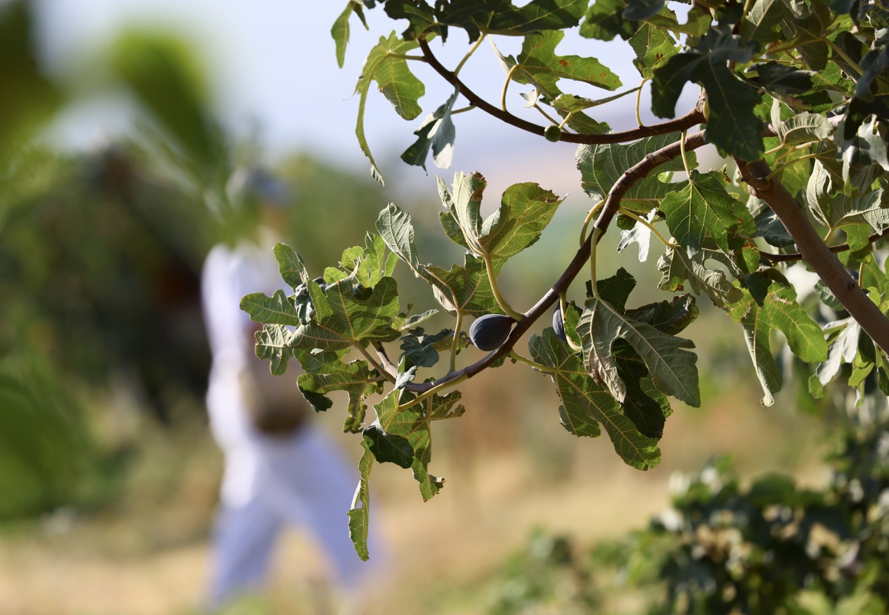 Yüksek dayanıklılık ve verimlilik