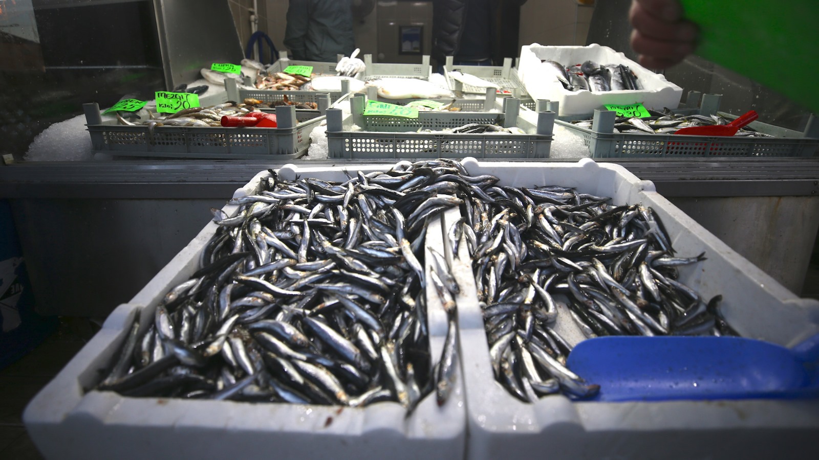 Palamut zayıf, hamsi güçlü