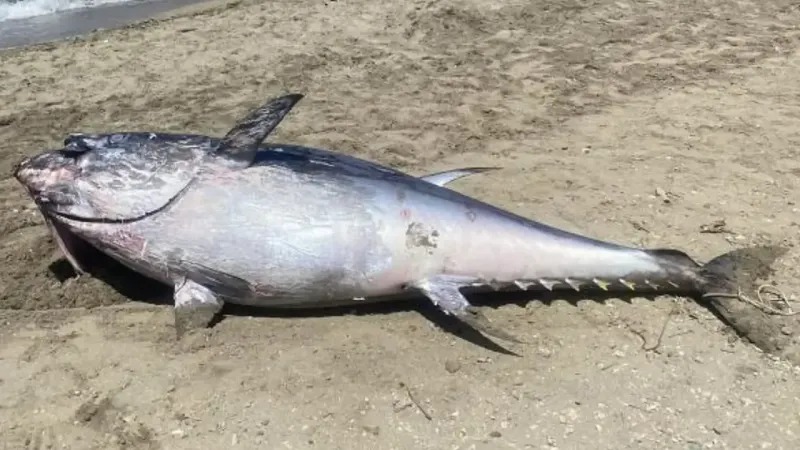 çeşme orkinos ölümü