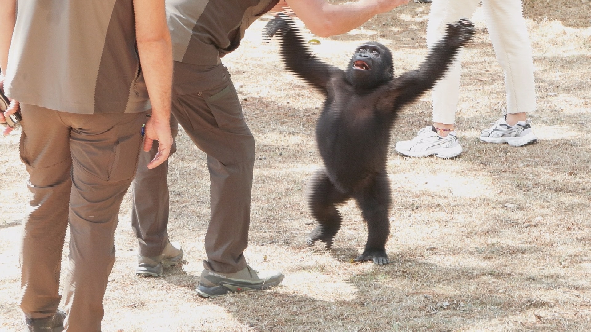 Istanbul Goril Nijerya