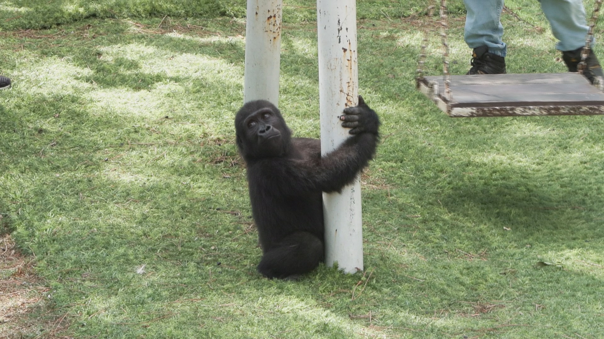 Istanbul Yavru Goril