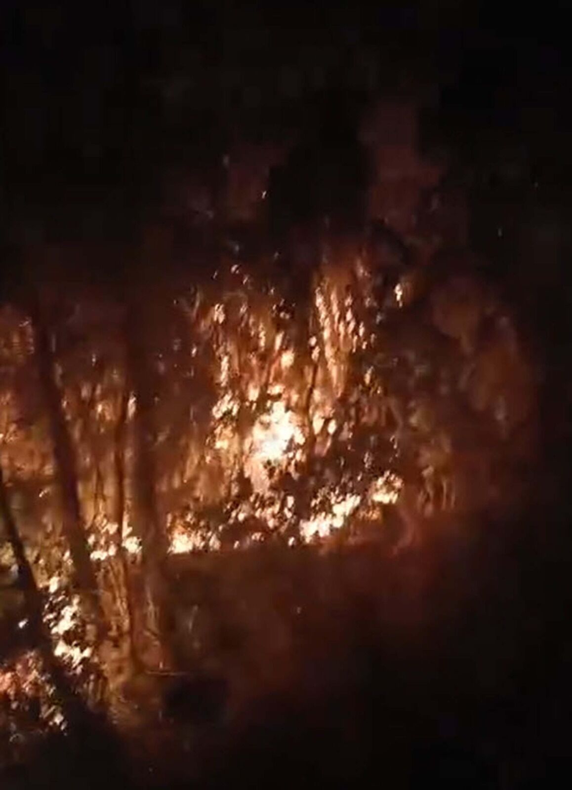 3 bin 630 adet kızılçam ağacı yandı