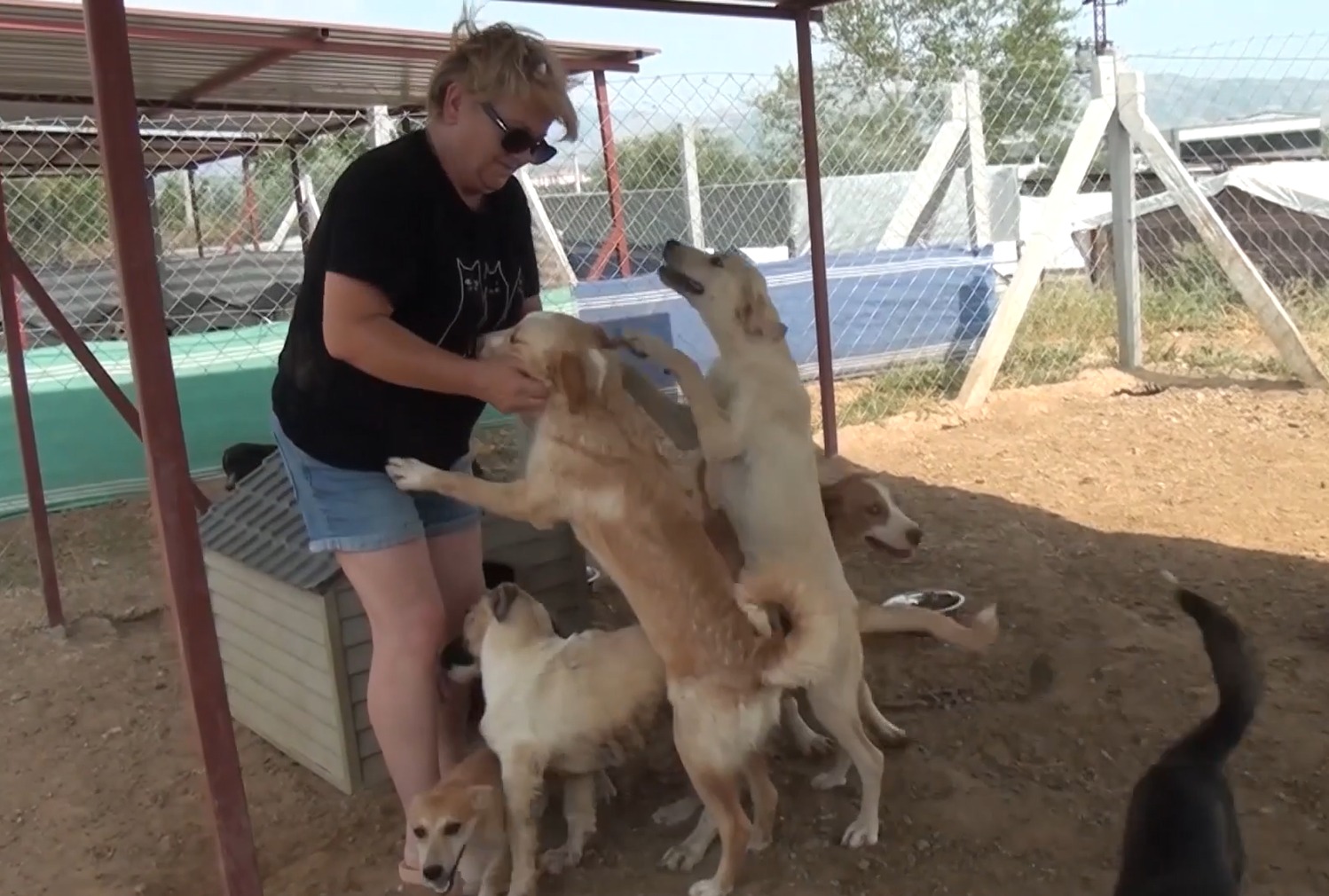 60 köpeğe yeni bir hayat verildi