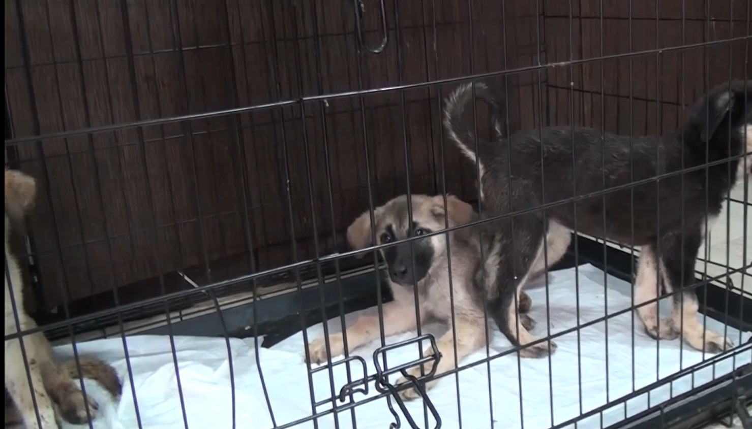 "Her pati için bir umut hakkı var"