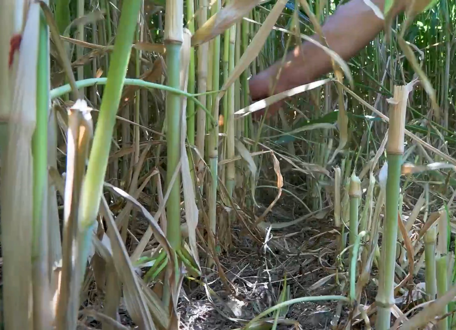 Sürdürülebilir tarım uygulamaları ve gelecek vizyonu