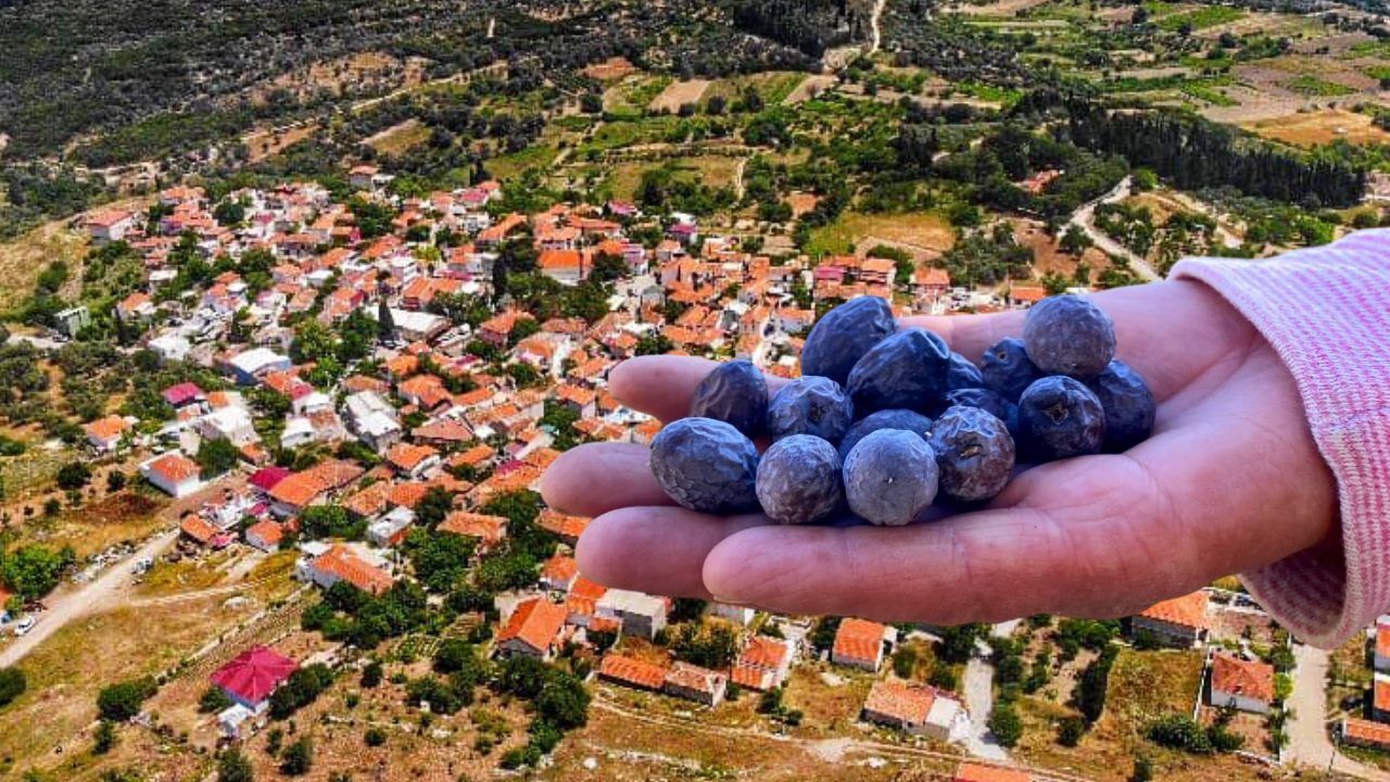 İzmir'in Bu Köyünde Zeytin Dalında Tatlanıyor Ne Salamuraya, Ne Tuzlamaya Gerek Yok! (1)