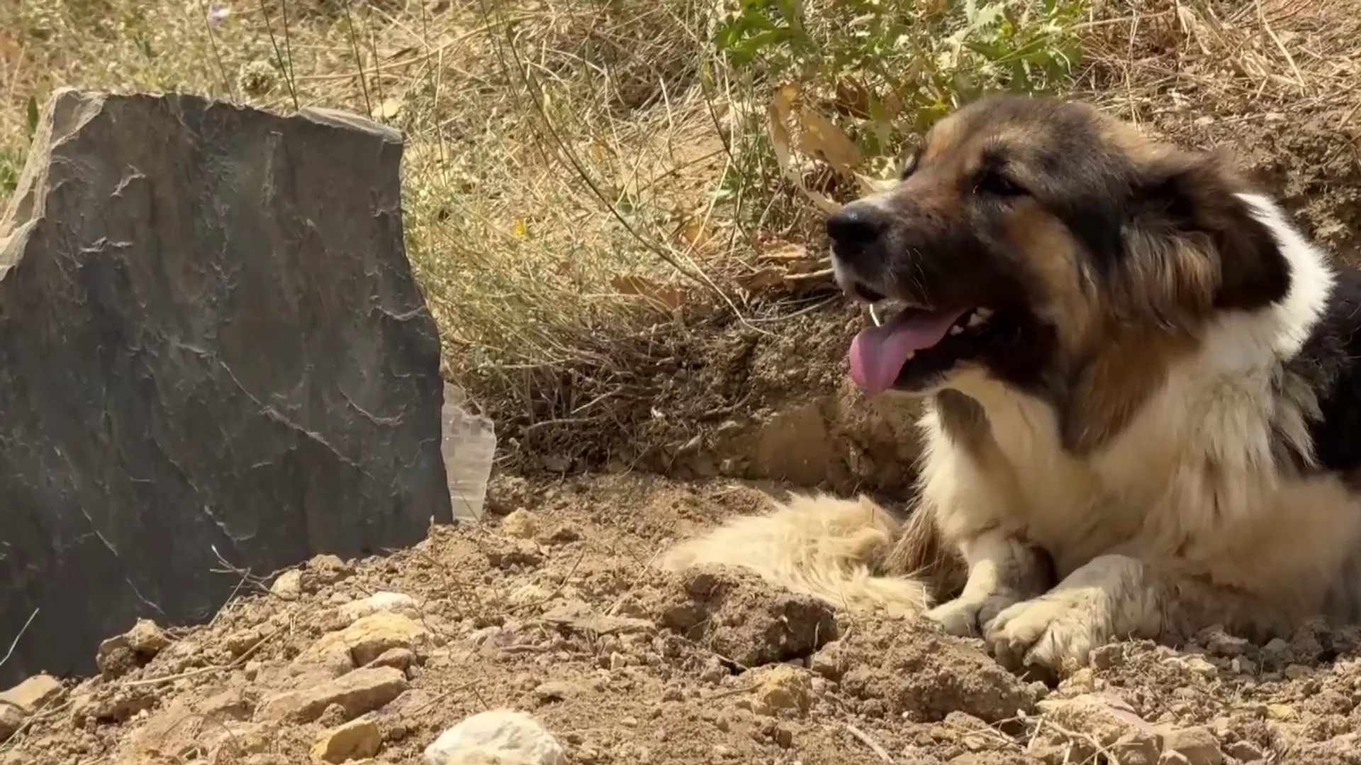 Köpek-14