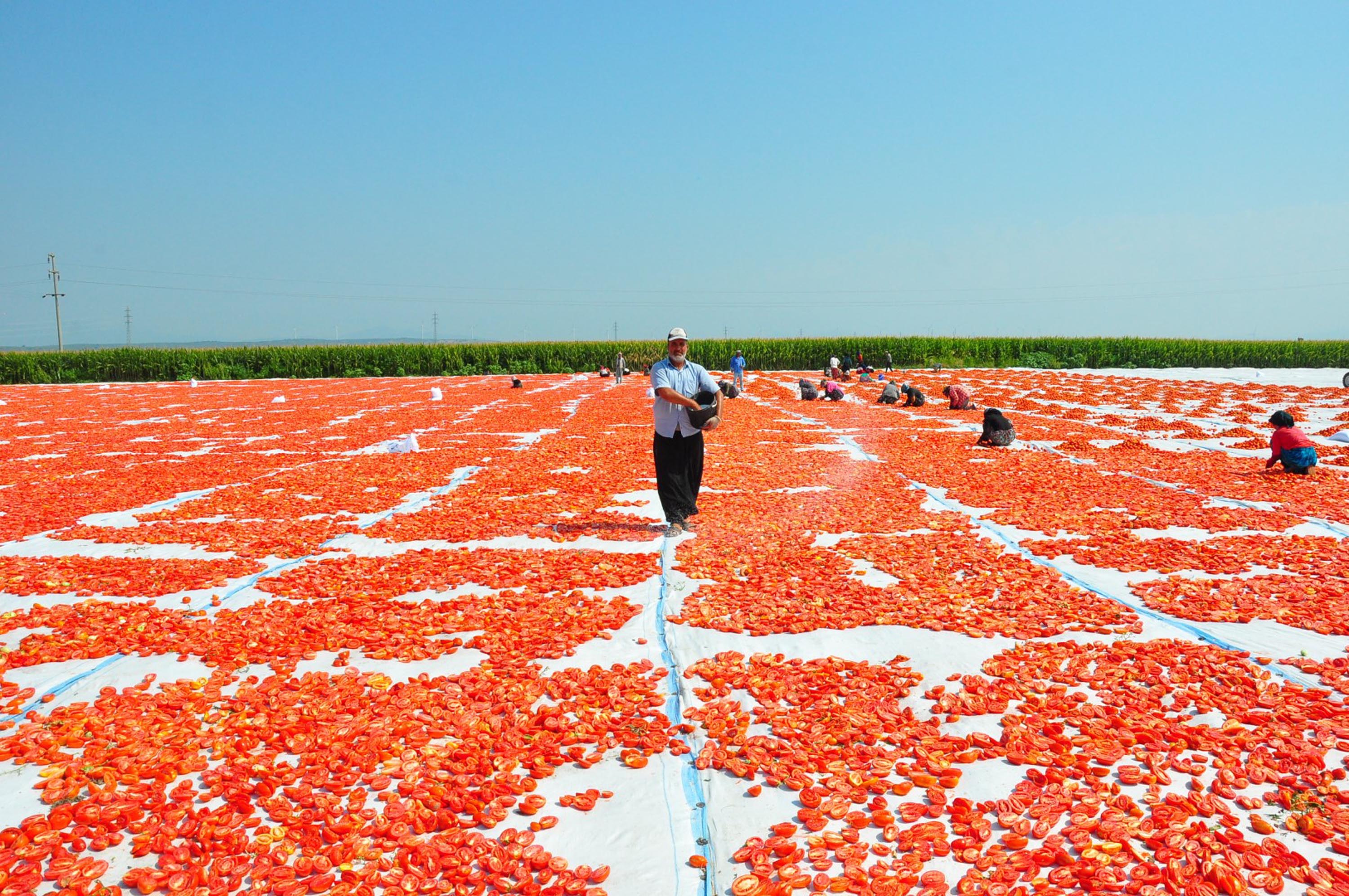 Manisa Kurutulmuş Domates